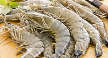 Ekspor Udang RI ke AS Naik, Bukti Ketahanan Industri Perikanan