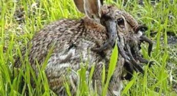Fenomena Kelinci Bertanduk di Colorado