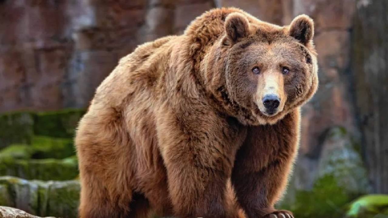 Diteror Serangan Beruang, Pemda Akita Jepang Minta Bantuan Tentara untuk Lindungi Warga